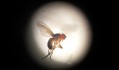 Andy Gracie (UK-ES). Drosophila Titanus, 2012. Research project in progress, image courtesy the artist. 2012 Photo by Andy Gracie (1)